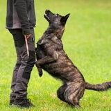 Foto van Dutchshepherdteam