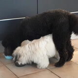 Foto van sylvia