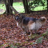 Een boswandeling met o.a. Loca.