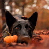 Foto van Dutchshepherdteam