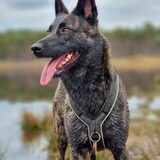 Foto van Dutchshepherdteam