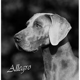 Allegro's headstudy, at te age of 3 years