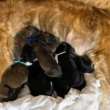 Barzoi pups