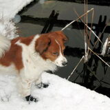 Pjotr in de sneeuw
