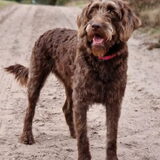 Foto van Tess _ baasje Channah