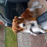Foto van Karin, Lucky*, Duke* en Buddy