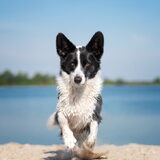 Foto van Bush dog