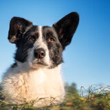 Foto van Bush dog