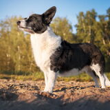 Foto van Bush dog