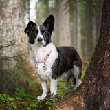 Foto van Bush dog