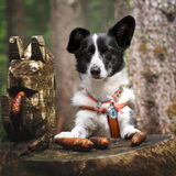 Foto van Bush dog