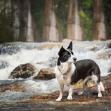 Foto van Bush dog
