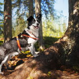 Foto van Bush dog