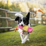 Foto van Bush dog