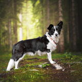 Foto van Bush dog
