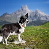 Foto van Bush dog