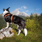 Foto van Bush dog