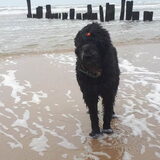 Foto van sylvia