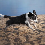 Foto van Bush dog