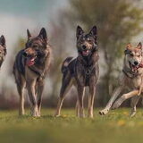 Foto van Tamara - Abby, Anna, Jamie, Aylin & Suki