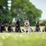 Foto van Tamara - Abby, Anna, Jamie, Aylin & Suki