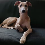 Foto van Desiree
