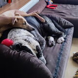 Foto van Desiree
