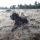 Foto van sylvia