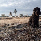Foto van sylvia