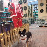 Foto van Bush dog