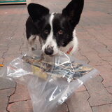 Foto van Bush dog