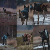 Foto van Dutchshepherdteam