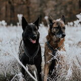 Foto van Dutchshepherdteam