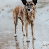Foto van Dutchshepherdteam