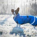 Foto van Bush dog