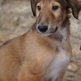 Dobby 6 weken