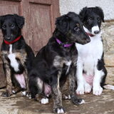 Daisy (links), Destiny (midden), Dorotka (rechts) 6 weken