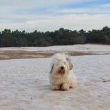 Foto van sylvia