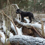 Foto van sylvia