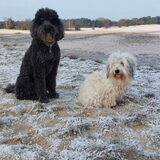 Foto van sylvia