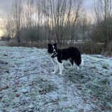 Teddy in de sneeuw