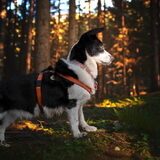 Foto van Bush dog