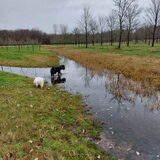 Foto van sylvia