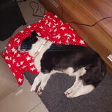Foto van Bush dog