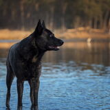 Foto van Dutchshepherdteam