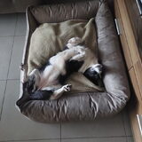 Foto van Bush dog