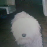 Maltezer Kidy DE allerliefste hond ooit! is 16 jaar geworden. We zullen…