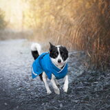Foto van Bush dog
