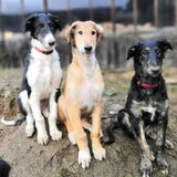 Dorotka, Dobby, Destiny, 10 weken