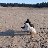 Foto van sylvia